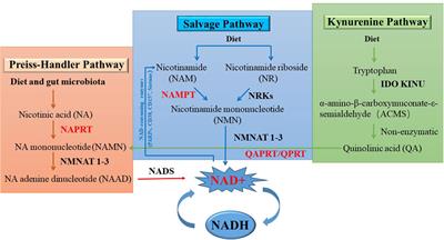 The function of nicotinamide phosphoribosyl transferase (NAMPT) and its role in diseases